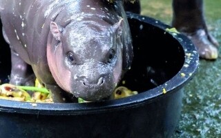 Огромная толпа собирается для встречи с детенышем гиппопотама Мо Дином в Чонбури