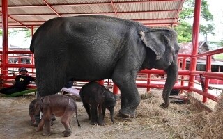 Слон в Таиланде родил редких близнецов