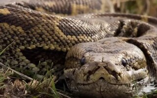 Ужасающая встреча с гигантской змеей в Таиланде